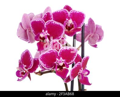 Dark red miniature orchids bloom for a very long time. Isolated on white studio macro Stock Photo