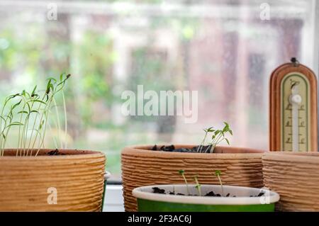 Flowerpots with young seedlings in greenhouse and thermometer on windowsill