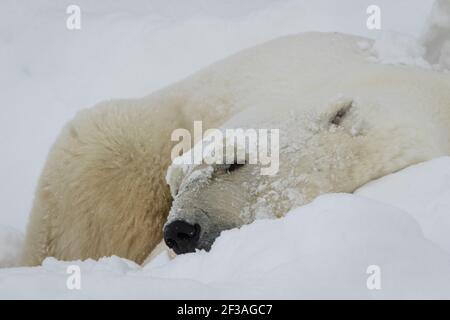 Polar bear (Ursus maritimus) on the tundra, Churchill, Canada Stock Photo