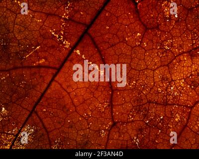 Dried brown teak leaves appear close to the leaf bone and veins Stock Photo