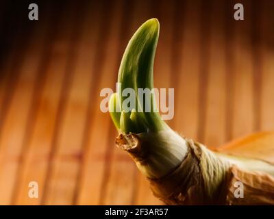 Fresh onion. Onion bulbs with fresh green sprouts on white background, new life Stock Photo
