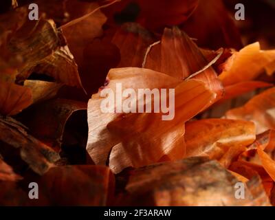 The use of onion skins in medicine and for coloring Easter eggs. Onion skin and onion on a wooden background. Stock Photo