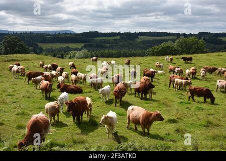 Shorthorn cross Highland Cattle, Perthshire, Scotland Stock Photo