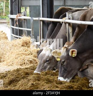 Brown Swiss cows and calves on Beyond the Burn Farm, Mouswald, Dumfriesshire Stock Photo