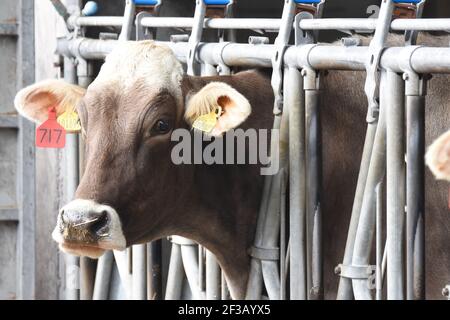 Brown Swiss cows and calves on Beyond the Burn Farm, Mouswald, Dumfriesshire Stock Photo