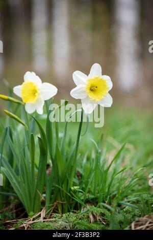 White Large-Cupped daffodil Ice Follies in springtime Stock Photo