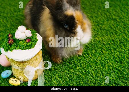 A beautiful fluffy rabbit lies on the green grass next to painted eggs and Easter cakes. Easter holiday concept. Holiday card. Stock Photo