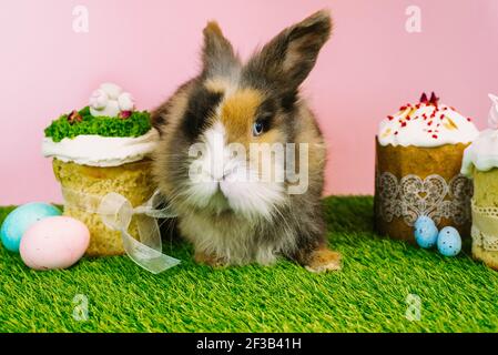 Easter bunny rabbit with colored pastel colored eggs and sweet cupcakes and Easter cakes on a pink background and fresh grass. Easter holiday concept. Stock Photo