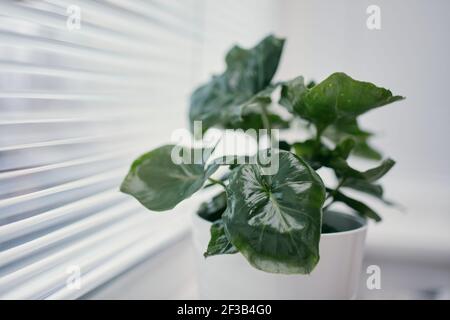 Home docor with plant. Selective focus on houseplant in window. Leaf of Philodendron Selloum Atom. Stock Photo