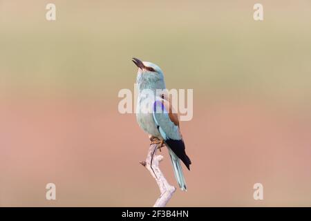 Roller - CallingCoracias garrulus Hungary BI016272 Stock Photo