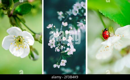 Set of spring wallpapers Stock Photo - Alamy