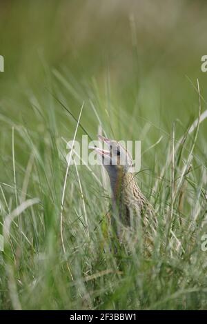 Corncrake - Male calling Crex crex South Uist, Outer Hebrides Scotland, UK BI016642 Stock Photo