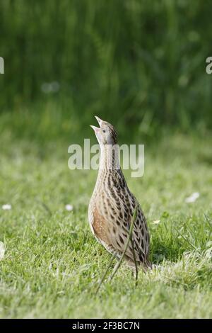 Corncrake - Male calling Crex crex South Uist, Outer Hebrides Scotland, UK BI016656 Stock Photo