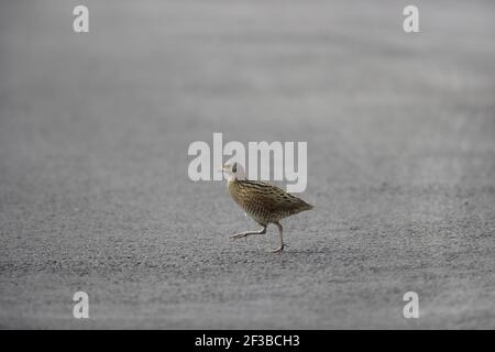 Corncrake - Male calling Crex crex South Uist, Outer Hebrides Scotland, UK BI016642 Stock Photo