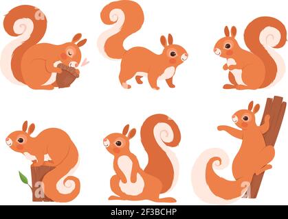 Cute squirrel. Zoo little forest animals in action poses wildlife squirrel vector cartoon character Stock Vector