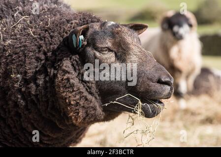 Black texel ram Stock Photo