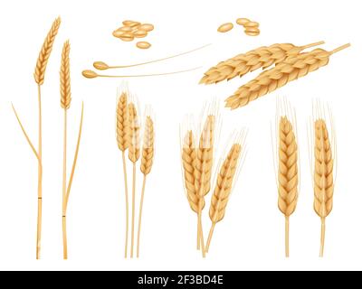 Wheat grains. Agricultural collection of healthy organic food harvesting plants barley vector pictures Stock Vector