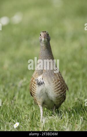 Corncrake - On open ground Crex crex South Uist, Outer hebrides Scotland, UK BI016733 Stock Photo