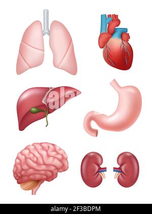 Human internal organs. Cartoon brain and heart, liver and kidneys. Vector  body parts isolated. Illustration of human organ, stomach and liver, heart  and internal anatomy Stock Vector