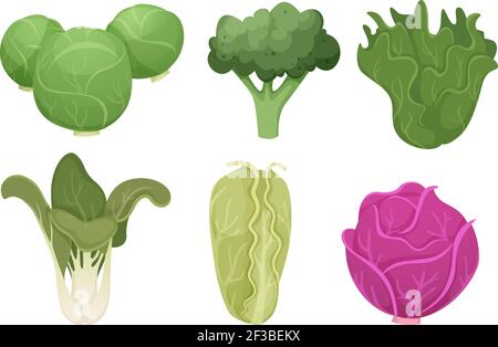 Cabbage cartoon. Green clean vegetable eco food fresh garden broccoli tasty farm cooking vector Stock Vector