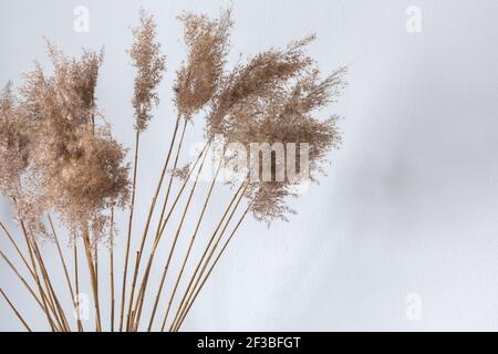 Dry Cane Reeds close up against a white wall, home interior Stock Photo