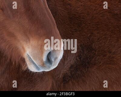 A close up shot of a rare breed Suffolk Punch Horse. Stock Photo