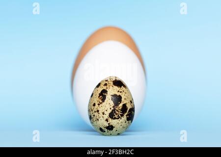 Three type of different birds eggs isolated on blue paper background. Various size and kind choice concept. Quail, egg and turkey eggs nutrients Stock Photo
