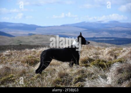 Fly the sheep dog, Marbrack Farm, Carsphairn Stock Photo