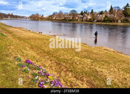 INVERNESS SCOTLAND EARLY SPRING WITH CROCUSES ON THE BANKS OF THE RIVER NESS AND AN EARLY SEASON SALMON FISHERMAN IN THE RIVER Stock Photo