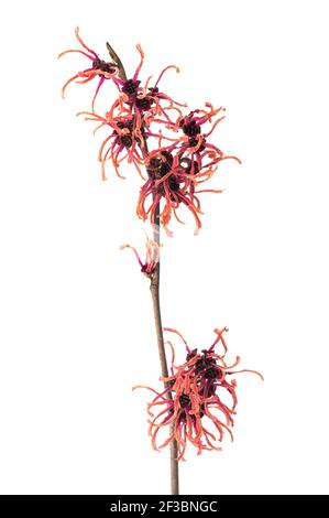 Witch hazel red flowers isolated on white background Stock Photo