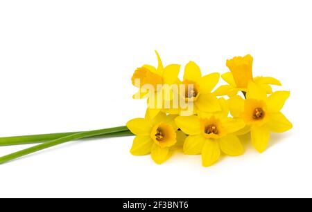 Yellow Daffodils  flowers isolated on white background Stock Photo