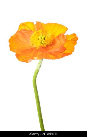 Orange poppy flower isolated on white background Stock Photo