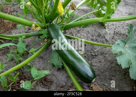 Zucchini. Homegrown flowering and ripe fruits of zucchini in vegetable garden Stock Photo