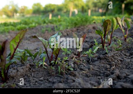 Spring vegetable garden. Green shoots, tops of vegetable red beet, closeup on the background of the earth Stock Photo
