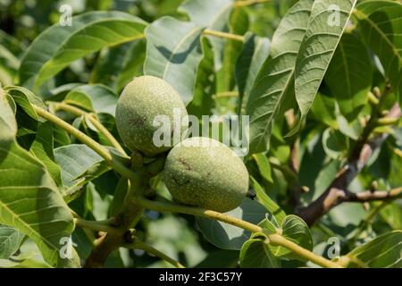 Green unriped walnuts on the the walnut tree in summer sunny day. Stock Photo