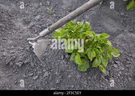 Gardener pull up weeds with a hoe in the potato. Young potato plant growing on the soil. Potato bush in the garden. Stock Photo