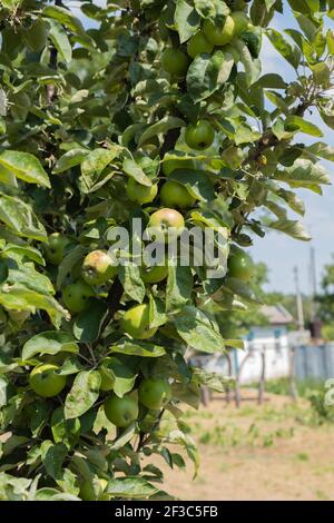 Green apples, growing on a seedling apple tree in a home garden. Stock Photo