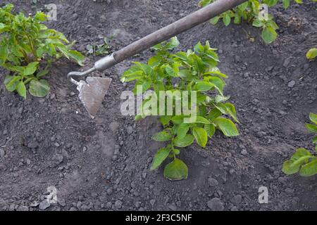 Gardener pull up weeds with a hoe in the potato. Young potato plant growing on the soil. Potato bush in the garden. Stock Photo