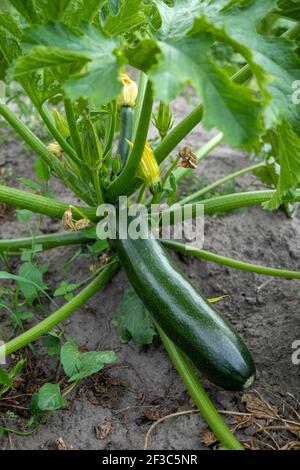 Zucchini. Homegrown flowering and ripe fruits of zucchini in vegetable garden Stock Photo