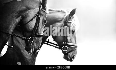 Black and white image of two beautiful horses with bridles on their muzzles. Equestrian sports. Stock Photo