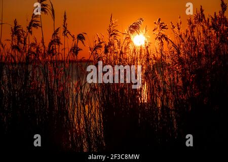 09 March 2021, Mecklenburg-Western Pomerania, Schaprode: The sun sets behind a belt of reeds next to the ferry terminal. Photo: Jens Büttner/dpa-Zentralbild/ZB Stock Photo