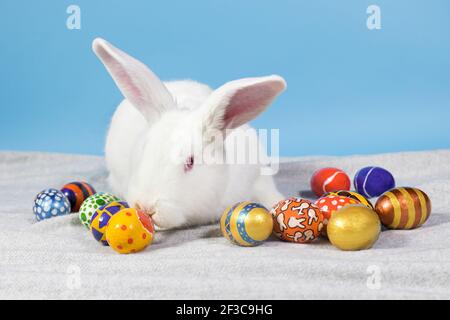 Beautiful Easter photo of a white fluffy rabbit with painted multicolored eggs on a blue and gray background Stock Photo