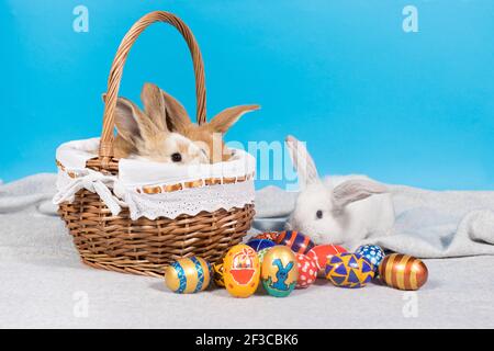 Beautiful Easter photo of a white fluffy rabbits in a basket with painted multicolored eggs on a blue and gray background Stock Photo