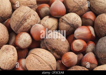Group of hazelnuts and walnuts as a background, close up Stock Photo