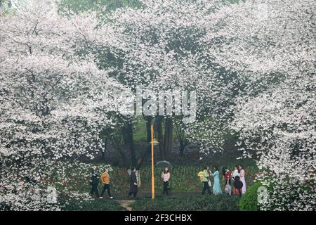 Blooming cherry flowers are seen at Hunan Forest Botanical Garden in Yuhua District of Changsha City, central China's Hunan Province, 16 March 2021. (Photo by /ChinaImages/Sipa USA) Stock Photo