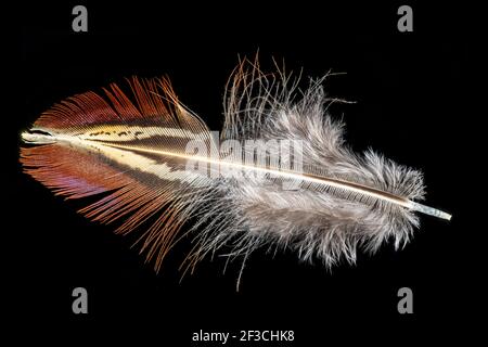 Macro shot of a red-brown pheasant feather isolated on black Stock Photo