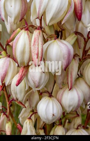 Yucca gloriosa Spanish Dagger white flowers Stock Photo