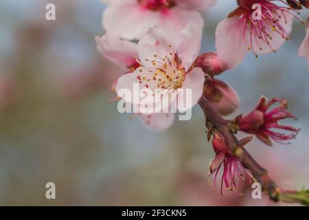 Detail of prunus persica peach tree pink flowers blossom in spring Stock Photo