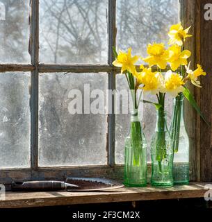 Cut daffodils in old bottles on windowsill of old house. Stock Photo