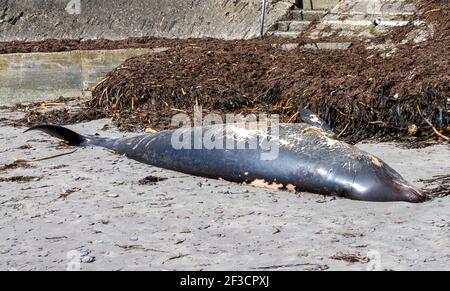 Dead Sowerby's beaked whale (Mesoplodon bidens), North Atlantic or North Sea beaked whale, washed up on beach Stock Photo